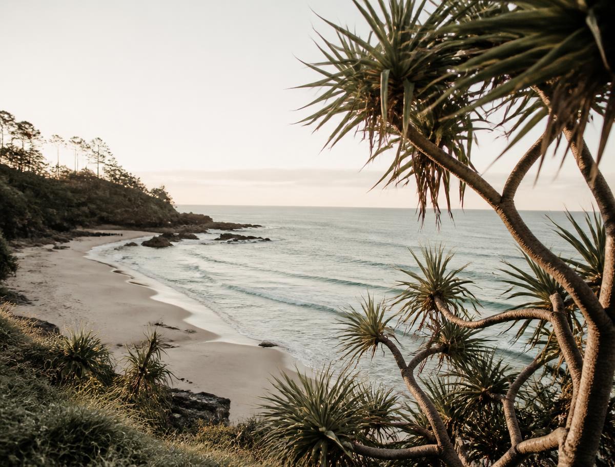 Sunshine Coast beach with pandanus trees at sunrise